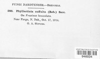 Phyllactinia guttata image